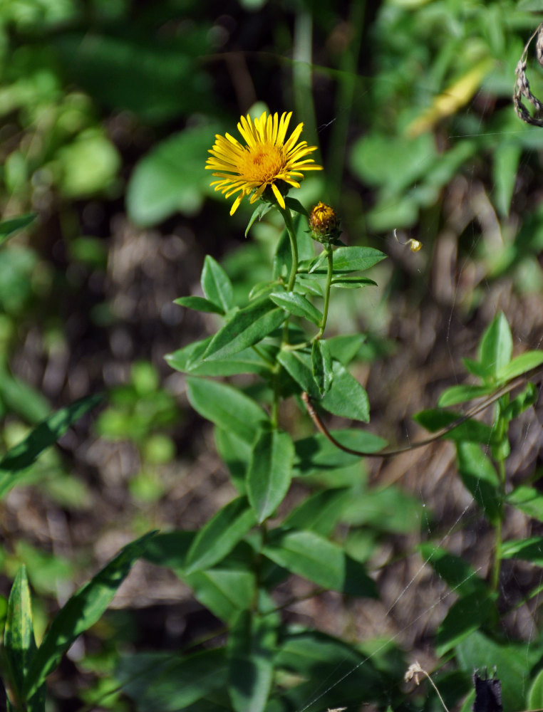 Изображение особи Inula aspera.