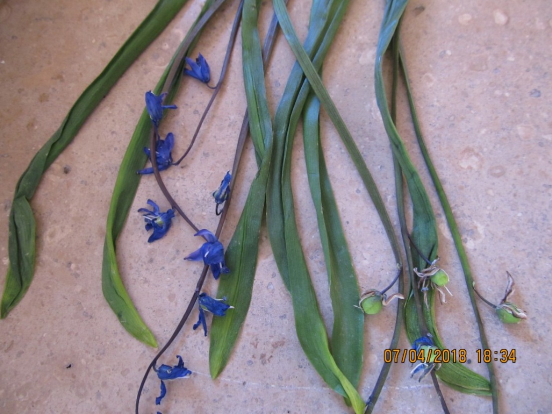 Изображение особи Scilla siberica.