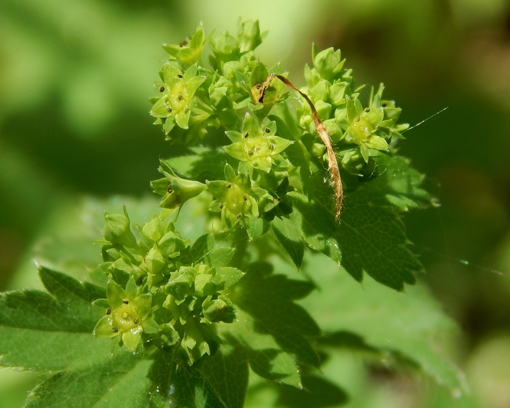 Изображение особи род Alchemilla.