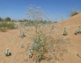 Gypsophila paniculata