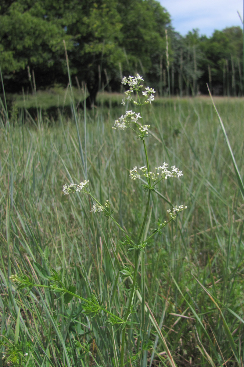 Изображение особи Galium mollugo.