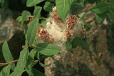 Salix kochiana. Часть ветви женского растения со зрелыми раскрывшимися плодами. Амурская обл., Сковородинский р-н, трасса Амур, граница области с Забайкальским краем, заболоченный участок вдоль трассы. 03.07.2016.