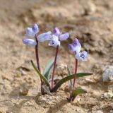 Hyacinthella millingenii