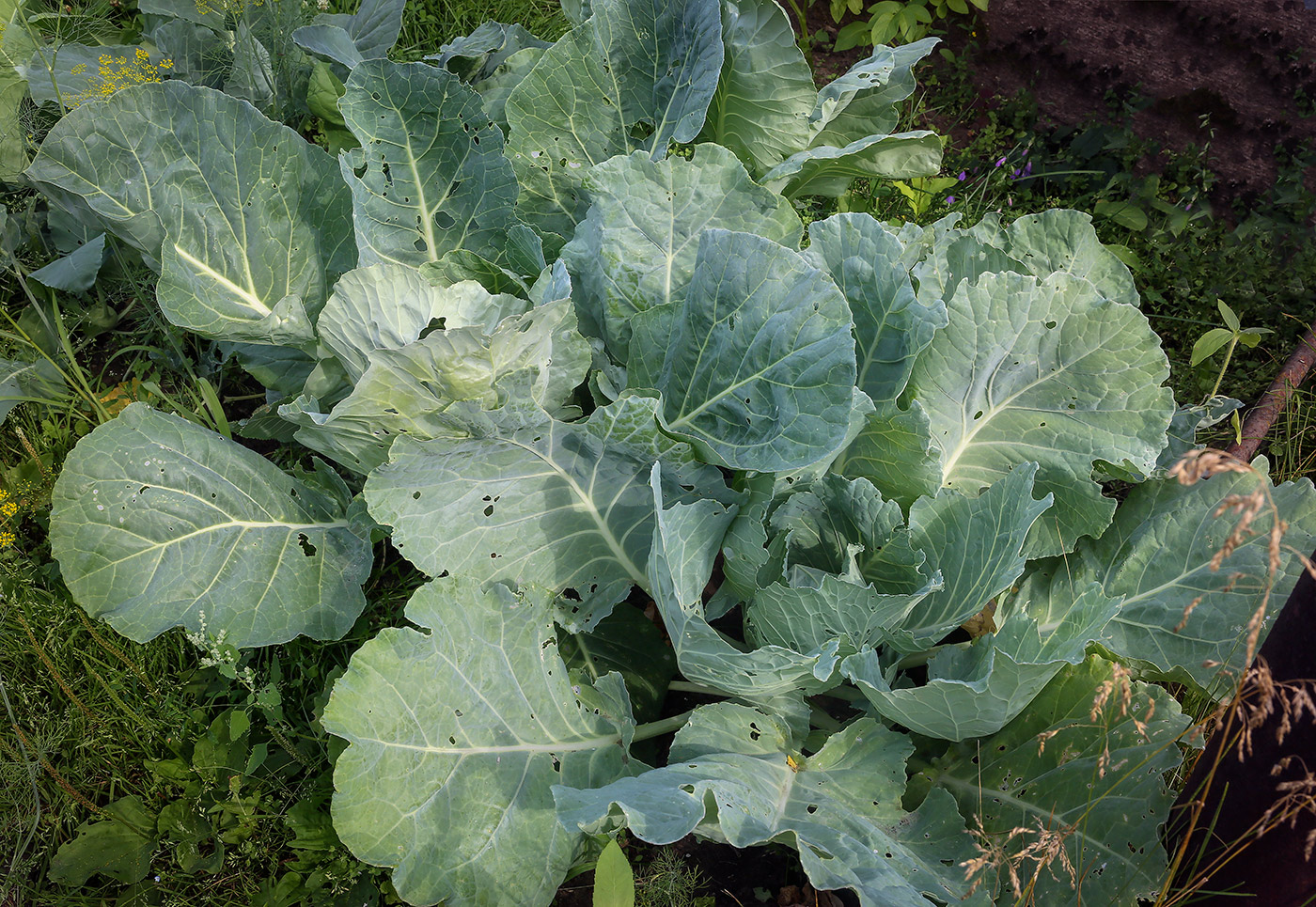 Изображение особи Brassica oleracea var. capitata.