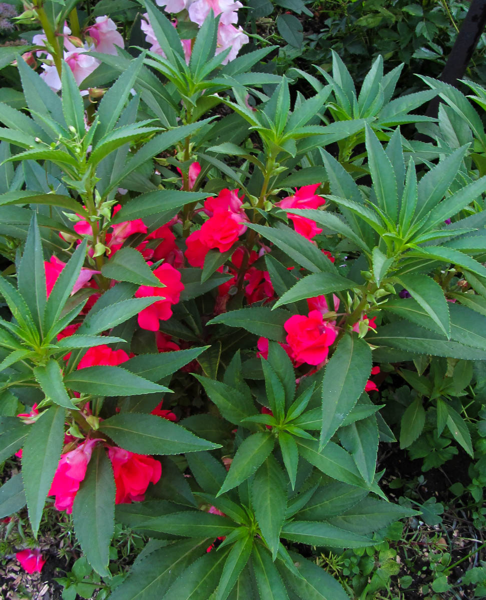 Image of Impatiens balsamina specimen.