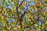 Colophospermum mopane