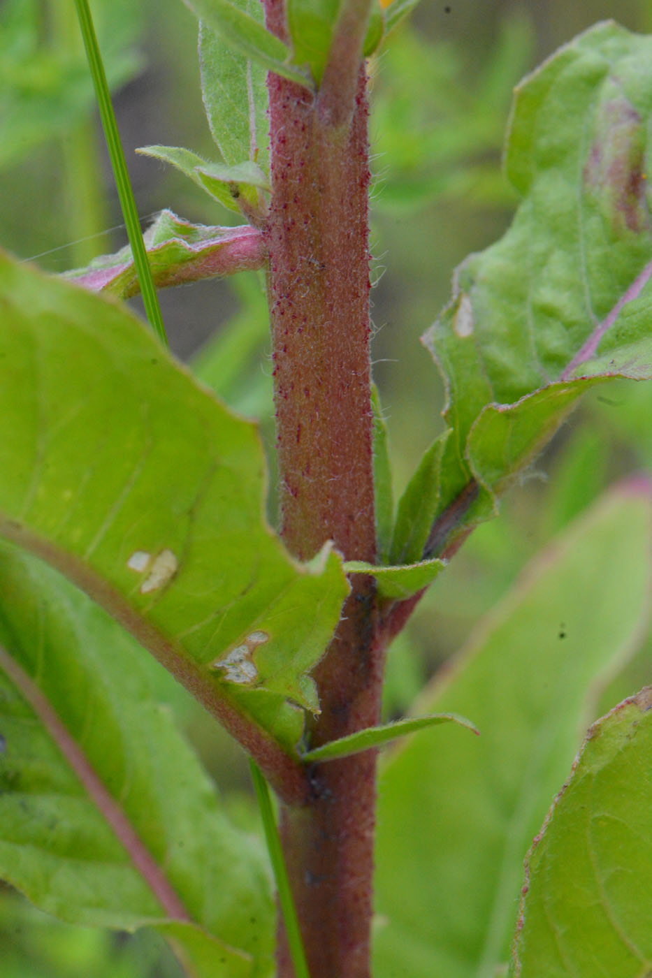 Изображение особи Oenothera rubricaulis.