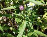 Symphyotrichum novi-belgii