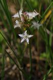 Menyanthes trifoliata