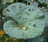 Ligularia dentata