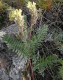 Oxytropis pilosa