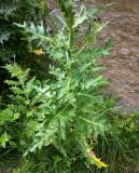 genus Cirsium. Нижняя часть цветущего растения. Ставропольский край, окр. г. Кисловодск, Берёзовское ущелье. Июль 2020 г.