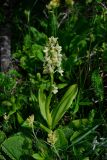 Orchis pallens