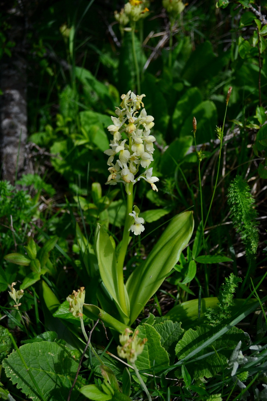 Изображение особи Orchis pallens.