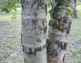 Betula costata. Нижние части стволов. Москва, ГБС РАН, дендрарий. 29.08.2021.