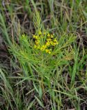 Euphorbia virgata. Плодоносящее растение. Алтайский край, Ребрихинский р-н, окр. с. Касмалинка, луг. 26.06.2021.