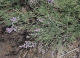 Limonium otolepis. Часть общего соцветия со стерильными веточками. Узбекистан, Ферганская обл., 5 км СЗ г. Коканд, Кокандские пески, закреплённые пески. 18 мая 2023 г.
