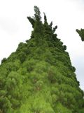 Cupressus sempervirens. Крона. Абхазия, Гудаутский р-н, г. Новый Афон, набережная. 15 июля 2008 г.