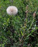 род Tragopogon