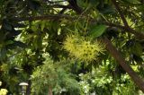 Xanthostemon chrysanthus. Цветущий побег. Таиланд, Бангкок, парк Люмпини, экспозиция декоративных растений. 30.08.2023.