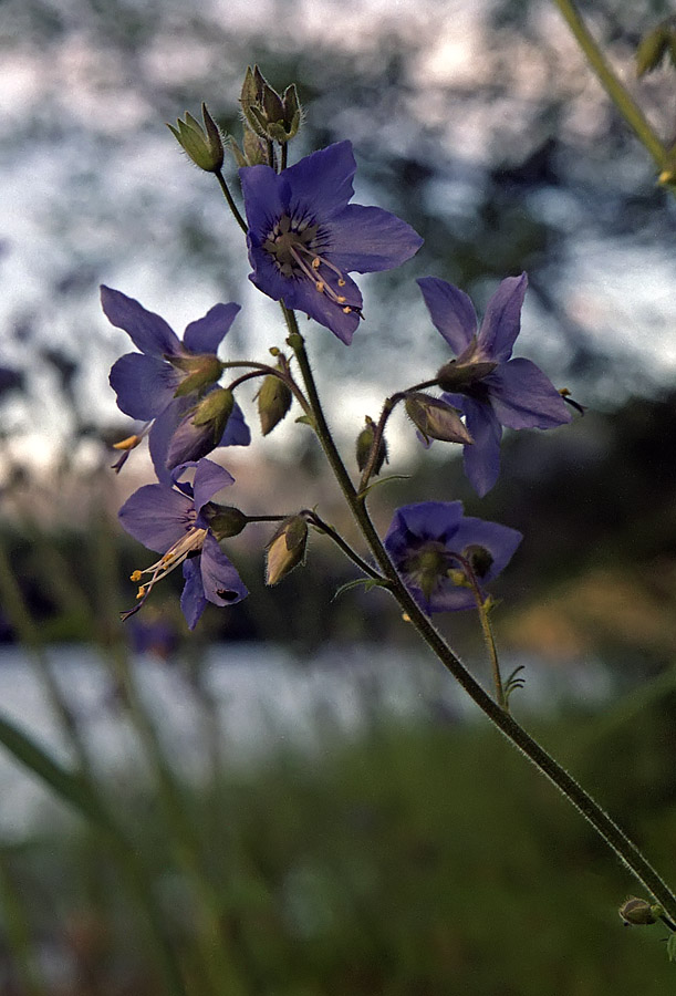 Изображение особи Polemonium boreale.