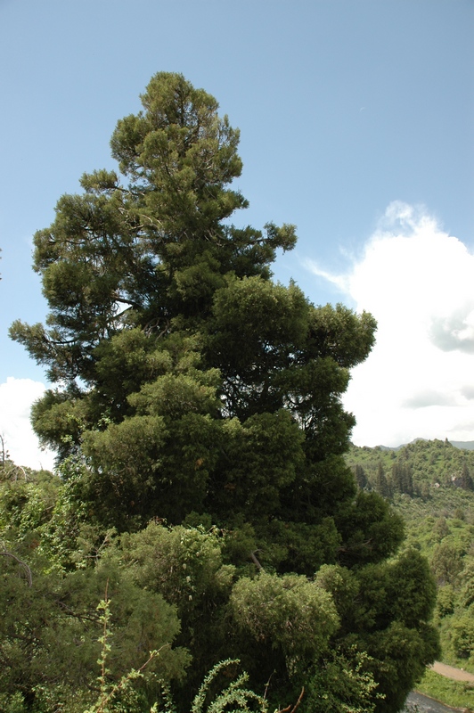 Изображение особи Juniperus seravschanica.