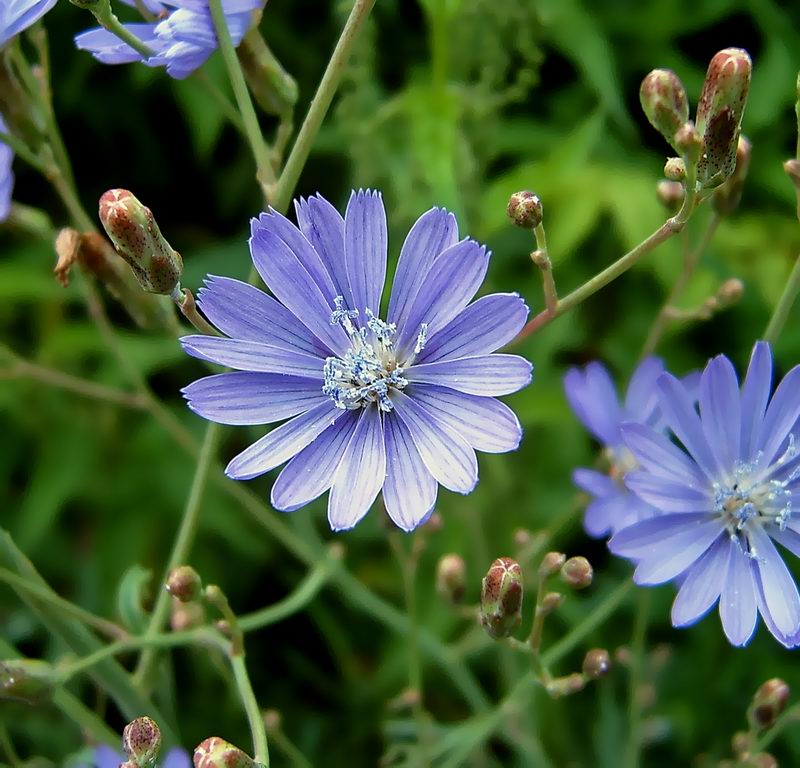 Изображение особи Lactuca tatarica.