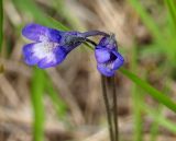 Pinguicula vulgaris. Цветки. Мурманская обл., Кандалакшский р-н, окр. пос. Колвица, заболоченная обочина дороги. 03.07.2010.