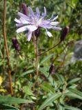 Lactuca sibirica