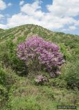 Cercis siliquastrum. Цветущее дерево в шибляке. Крым, ЮБК, окр. пос. Малореченское. 14.05.2007.