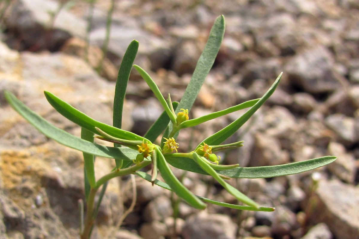 Изображение особи Euphorbia ledebourii.