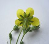 Potentilla bifurca. Цветок и бутоны. Новосибирская обл., Карасукский р-н, с. Благодатное, обочина дороги. 09.06.2013.