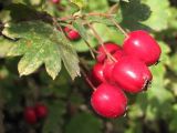 Crataegus taurica. Плоды. Крым, Севастополь, окр. пос. Любимовка. 23 сентября 2013 г.