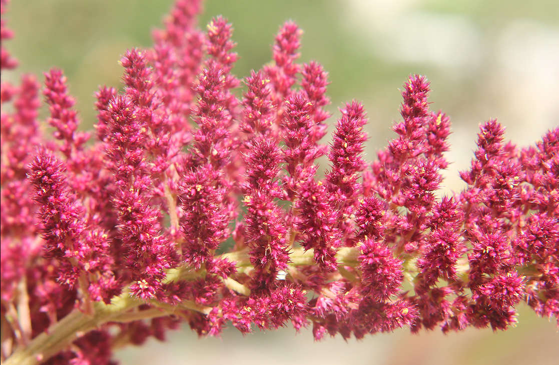 Изображение особи Amaranthus hypochondriacus.