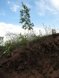 Betula pendula. Молодое растение на отвале горной породы. Белгородская обл., г. Губкин, ЛГОК. 15 июня 2009 г.