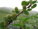 Betula rotundifolia