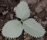 Potentilla argyrophylla разновидность atrosanguinea