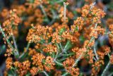 Erica manipuliflora