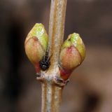 Viburnum opulus