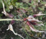 Astragalus подвид haarbachii