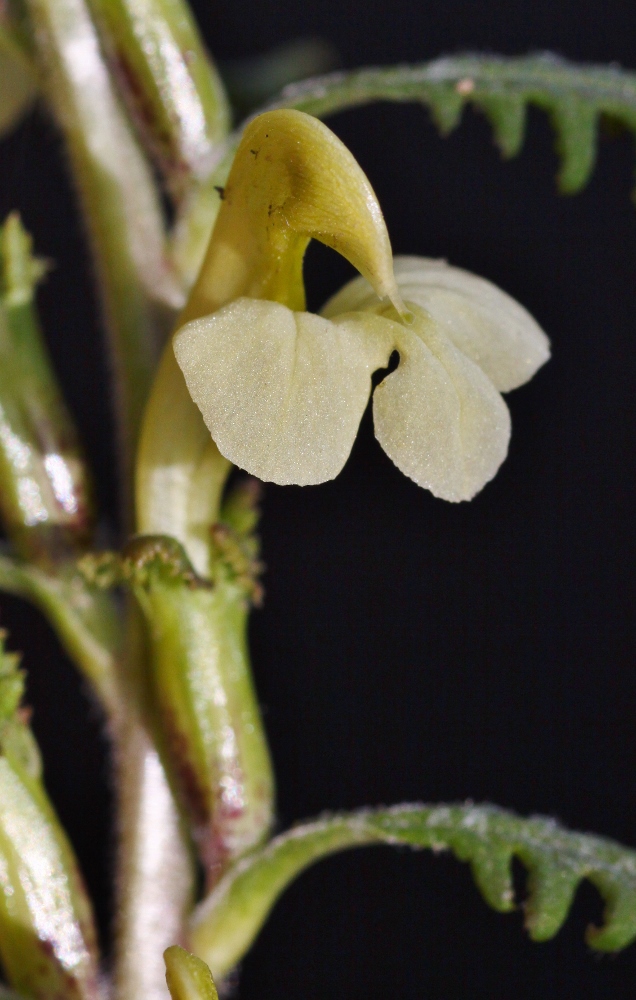 Изображение особи Pedicularis mandshurica.