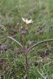 Tulipa bifloriformis