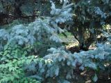 Picea форма glauca