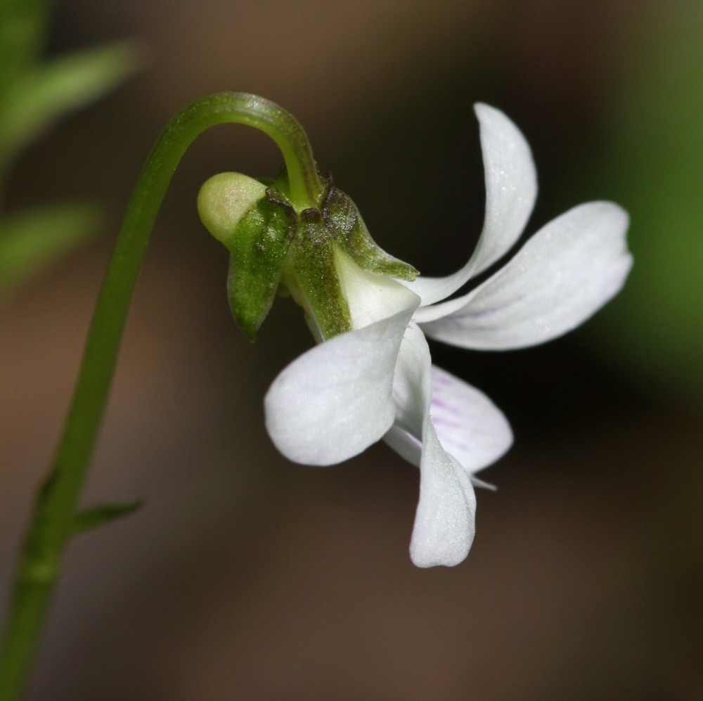 Image of Viola verecunda specimen.