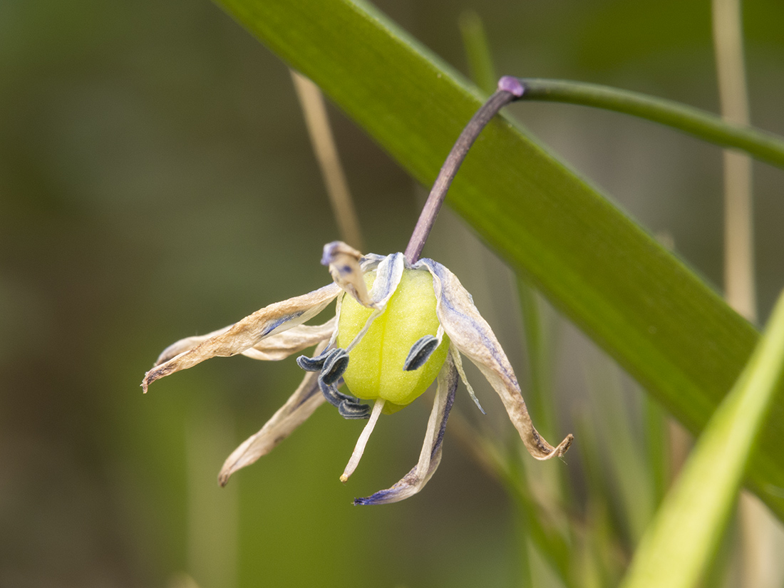 Изображение особи Scilla siberica.