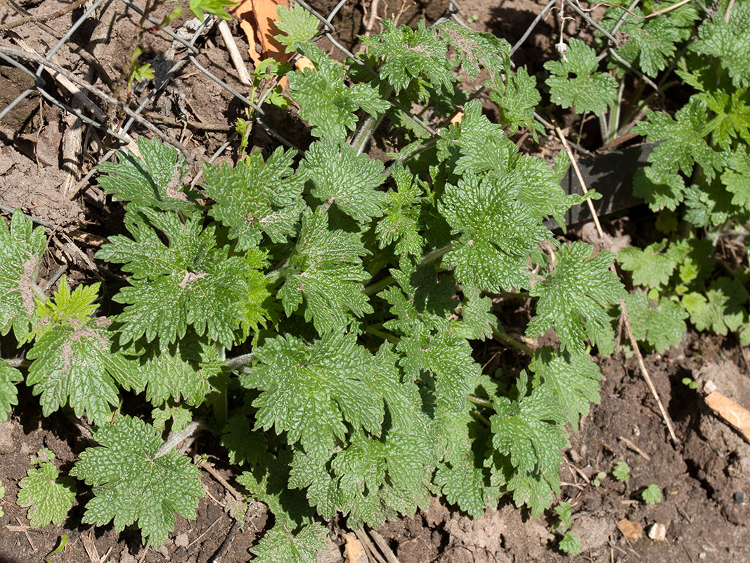 Изображение особи Leonurus quinquelobatus.