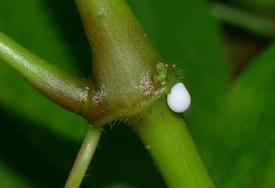 Изображение особи Euphorbia graminea.