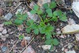 Potentilla tephroleuca