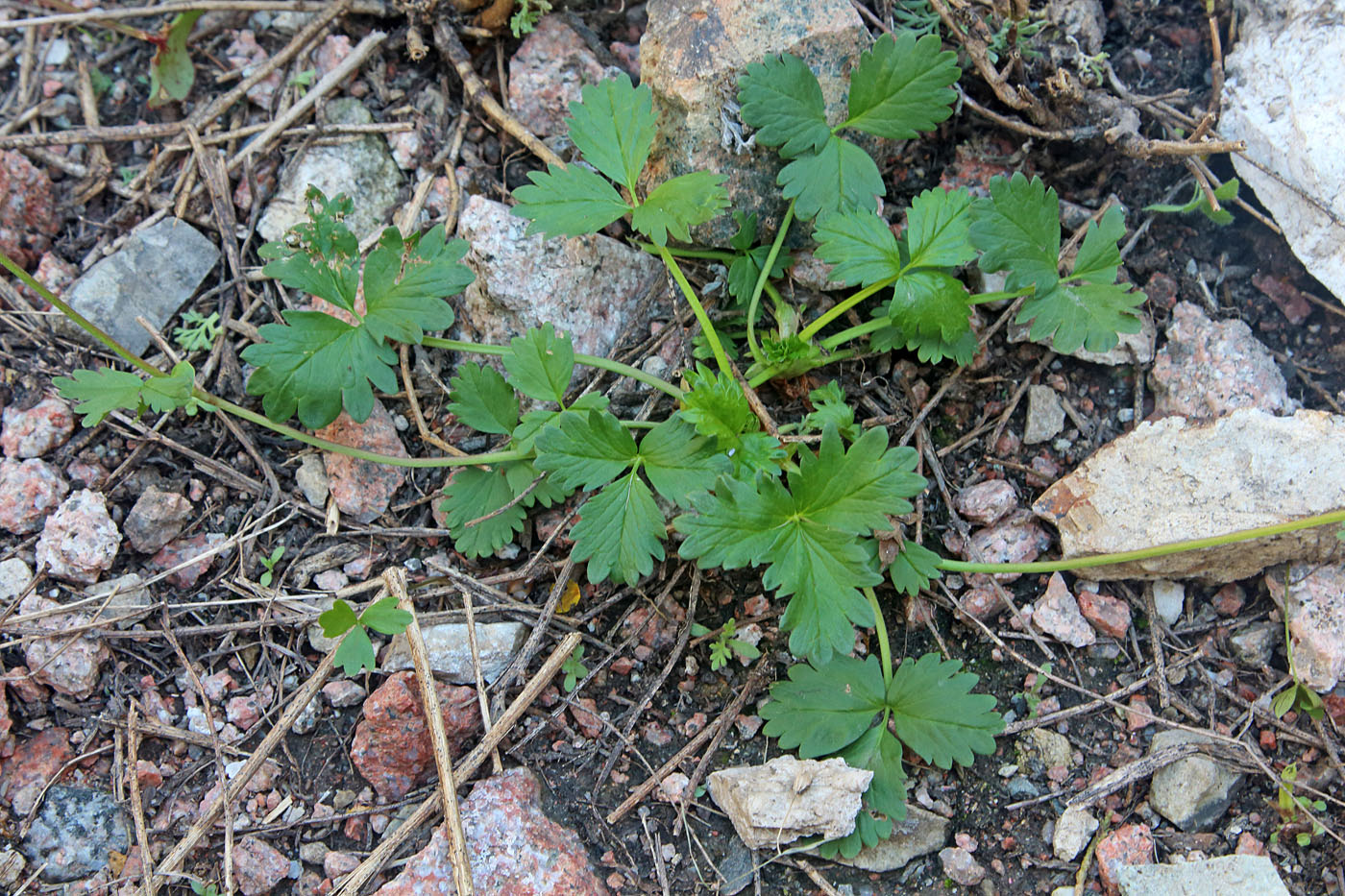 Изображение особи Potentilla tephroleuca.