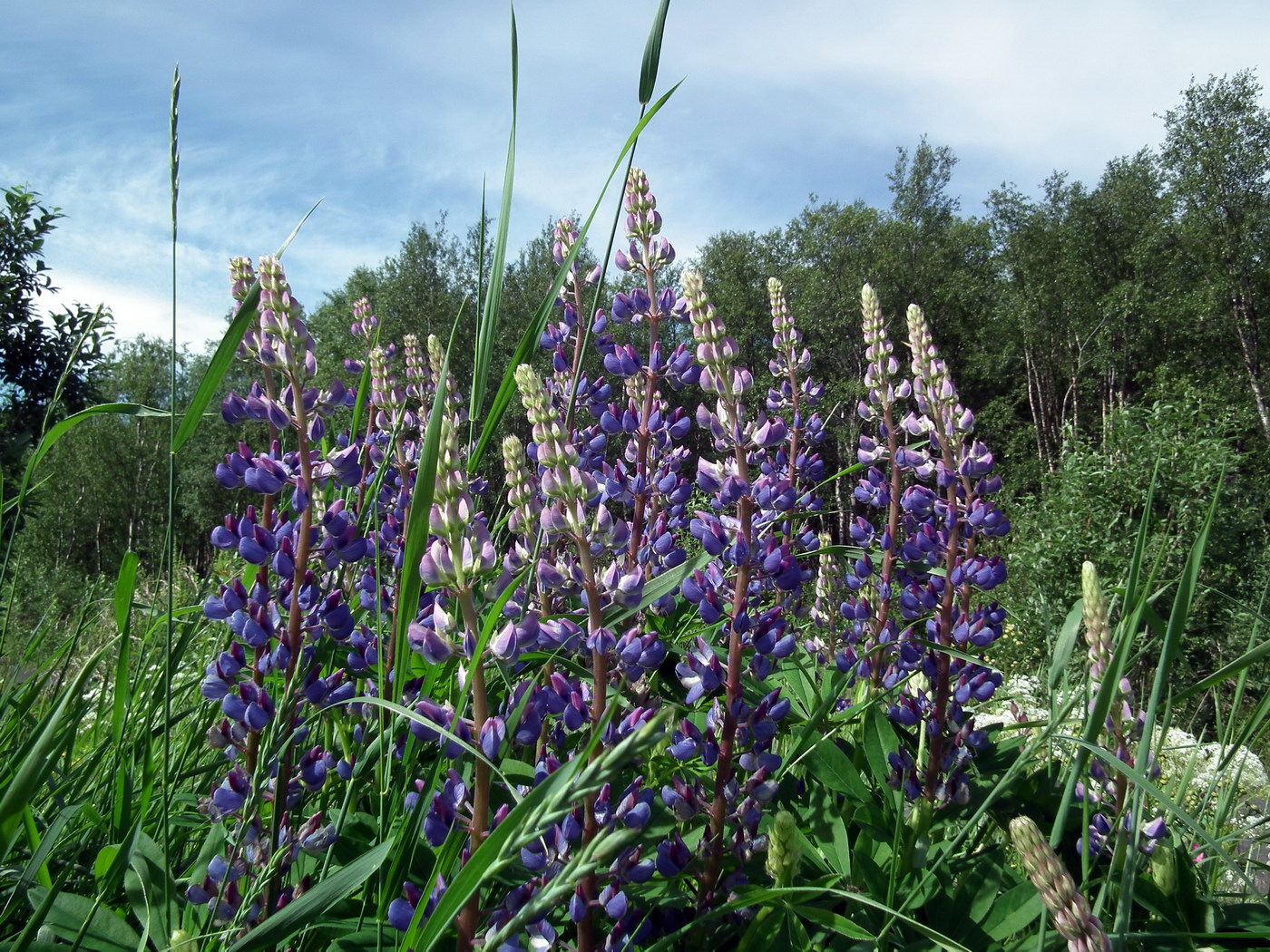 Изображение особи Lupinus polyphyllus.